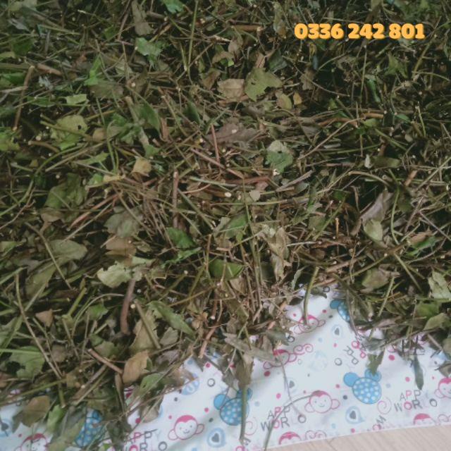 [Chọn Lọc] Trà Vằng Lợi Sữa Sau Sinh.