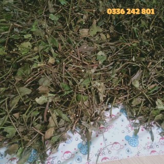 Trà vằng lợi sữa sau sinh.