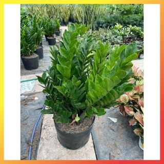 ☛ Cây kim tiền size to lá xanh tán dày