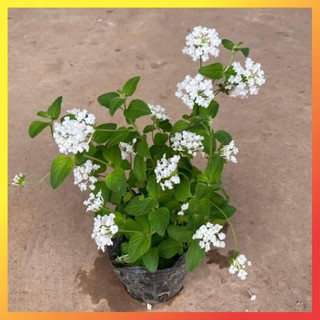 Cây hoa ngũ sắc trắng 20cm cây có thể ra hoa quanh năm
