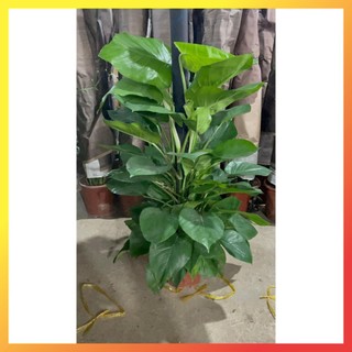 Cây Trầu bà leo cột lá xanh trồng chậu nhựa tán to rộng