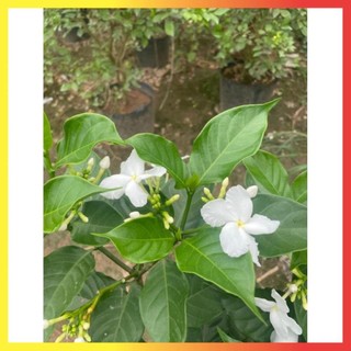 Cây Ngọc Bút Thân Tree 60cm