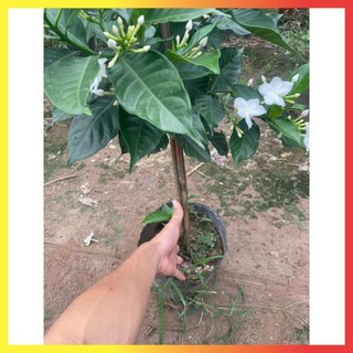 Cây Ngọc Bút Thân Tree 60cm