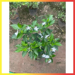 Cây Ngọc Bút Thân Tree 60cm