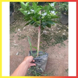 Cây Ngọc Bút Thân Tree 60cm