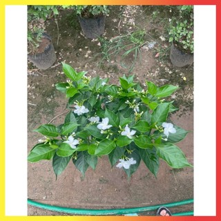 Cây Ngọc Bút Thân Tree 60cm