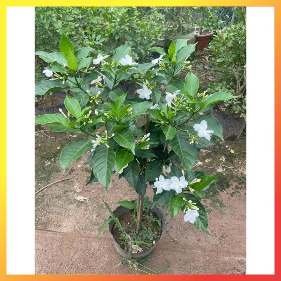 Cây Ngọc Bút Thân Tree 60cm