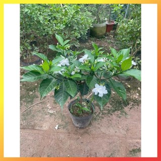 Cây Ngọc Bút Thân Tree 60cm