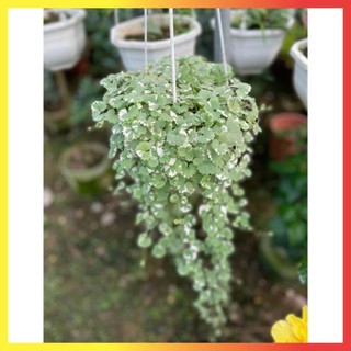 Cây rau má cẩm thạch