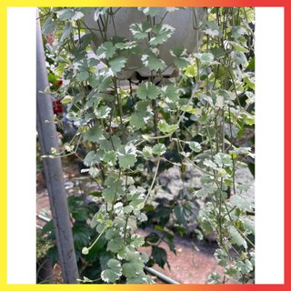 Cây rau má cẩm thạch