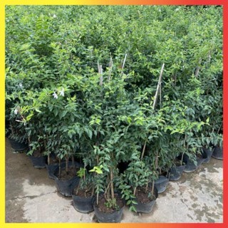 Cây nguyệt quế leo 1M
