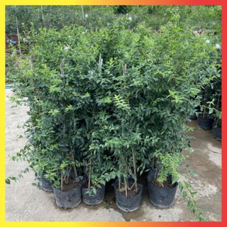 Cây nguyệt quế leo 1M