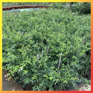 Cây nguyệt quế leo 1M
