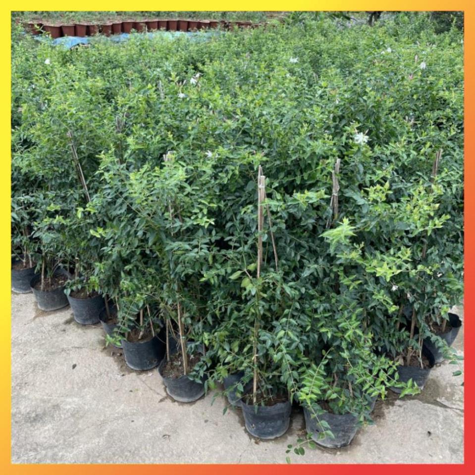 Cây nguyệt quế leo 1M