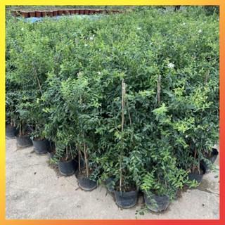 Cây nguyệt quế leo 1M