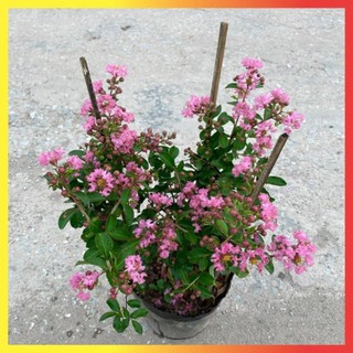 Cây tường vi hồng 40cm