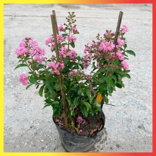 Cây tường vi hồng 40cm