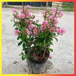 Cây tường vi hồng 40cm