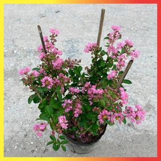 Cây tường vi hồng 40cm