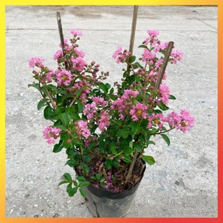 Cây tường vi hồng 40cm