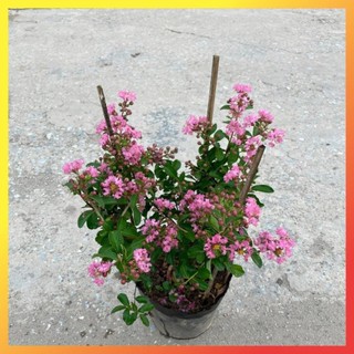 Cây tường vi hồng 40cm
