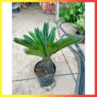 Cây Vạn Tuế Size Nhỡ 60cm