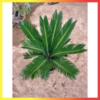 Cây Vạn Tuế Size Nhỡ 60cm