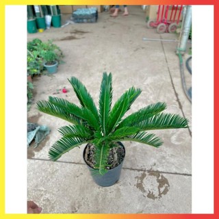 Cây Vạn Tuế Size Nhỡ 60cm