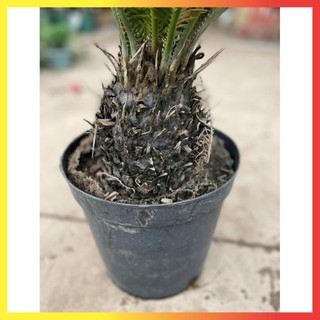 Cây Vạn Tuế Size Nhỡ 60cm