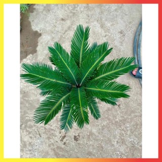 Cây Vạn Tuế Size Nhỡ 60cm