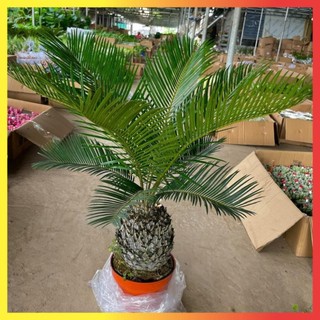 Cây Vạn Tuế Size Nhỡ 60cm
