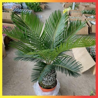 Cây Vạn Tuế Size Nhỡ 60cm