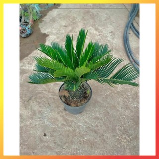 Cây vạn tuế size nhỡ 60cm