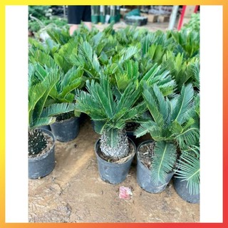Cây Vạn Tuế Size Nhỡ 60cm