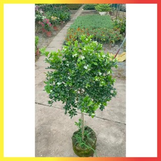 Cây nguyệt quế thân Tree cao 1m