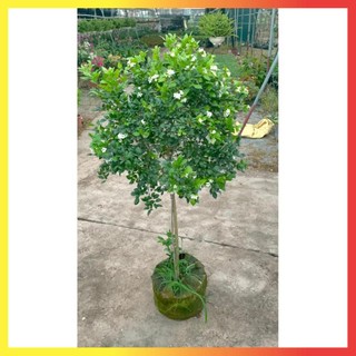 Cây nguyệt quế thân Tree cao 1m