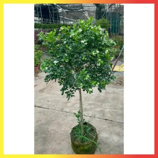 Cây nguyệt quế thân Tree cao 1m