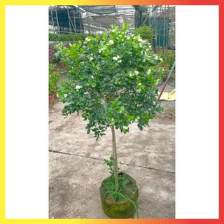 Cây nguyệt quế thân Tree cao 1m