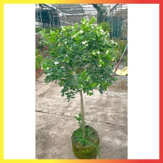 Cây nguyệt quế thân Tree cao 1m