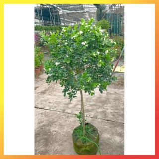 Cây nguyệt quế thân Tree cao 1m