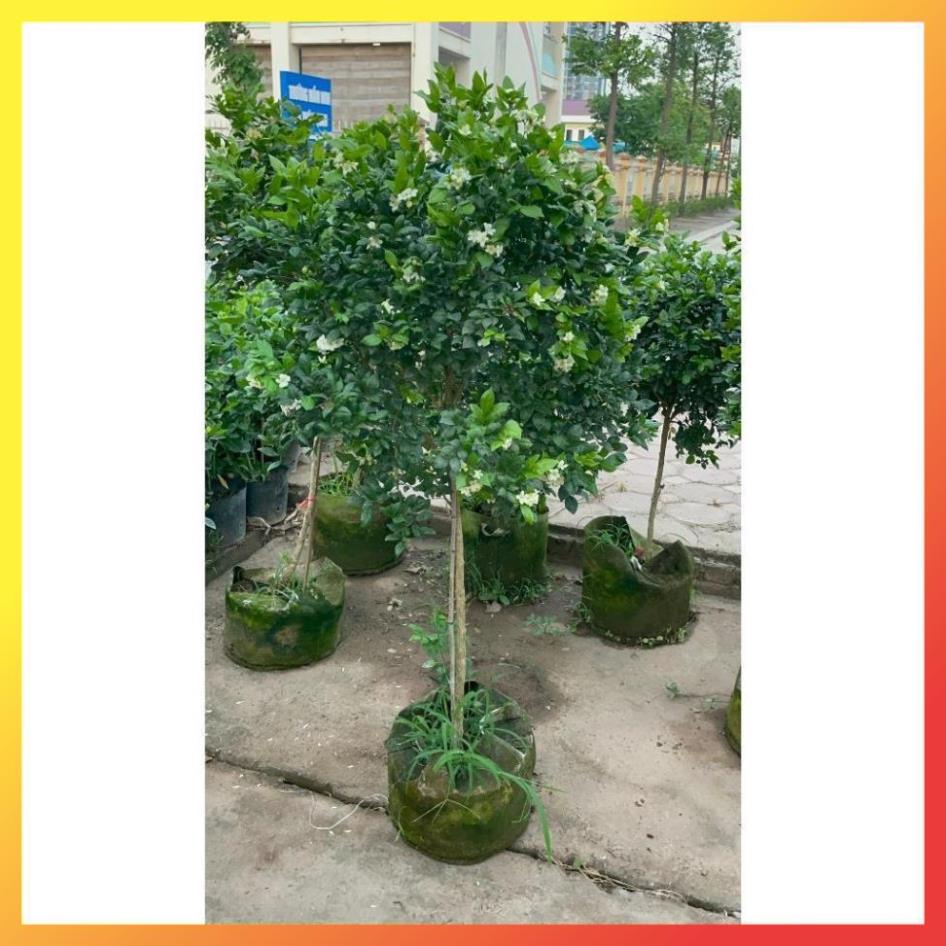 Cây nguyệt quế thân Tree cao 1m