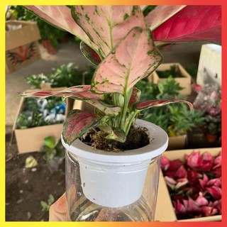 Cây Vạn Lộc Lá Đỏ Thủy Sinh 20cm