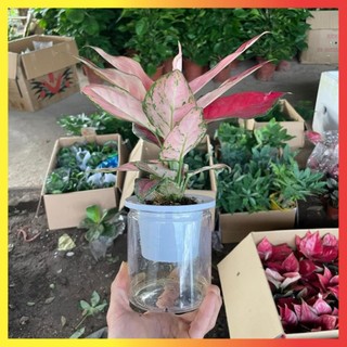 Cây Vạn Lộc Lá Đỏ Thủy Sinh 20cm