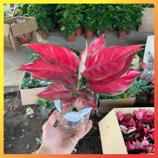 Cây Vạn Lộc Lá Đỏ Thủy Sinh 20cm