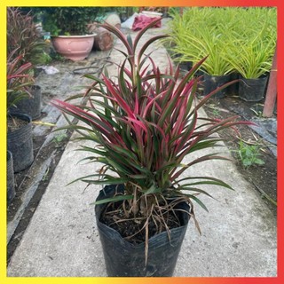 Cây Ánh Dương lá đỏ cây khoẻ mạnh
