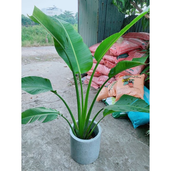 Chậu Cây Chuối Rẻ Quạt
