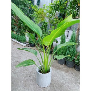 Chậu Cây Chuối Rẻ Quạt