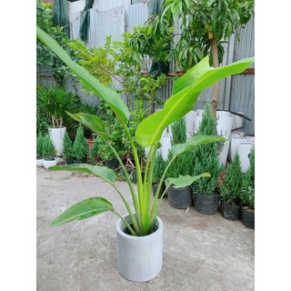 Chậu Cây Chuối Rẻ Quạt