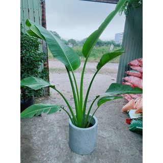 Chậu Cây Chuối Rẻ Quạt