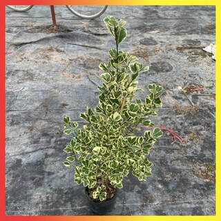 Cây bàng cẩm thạch cao 50cm